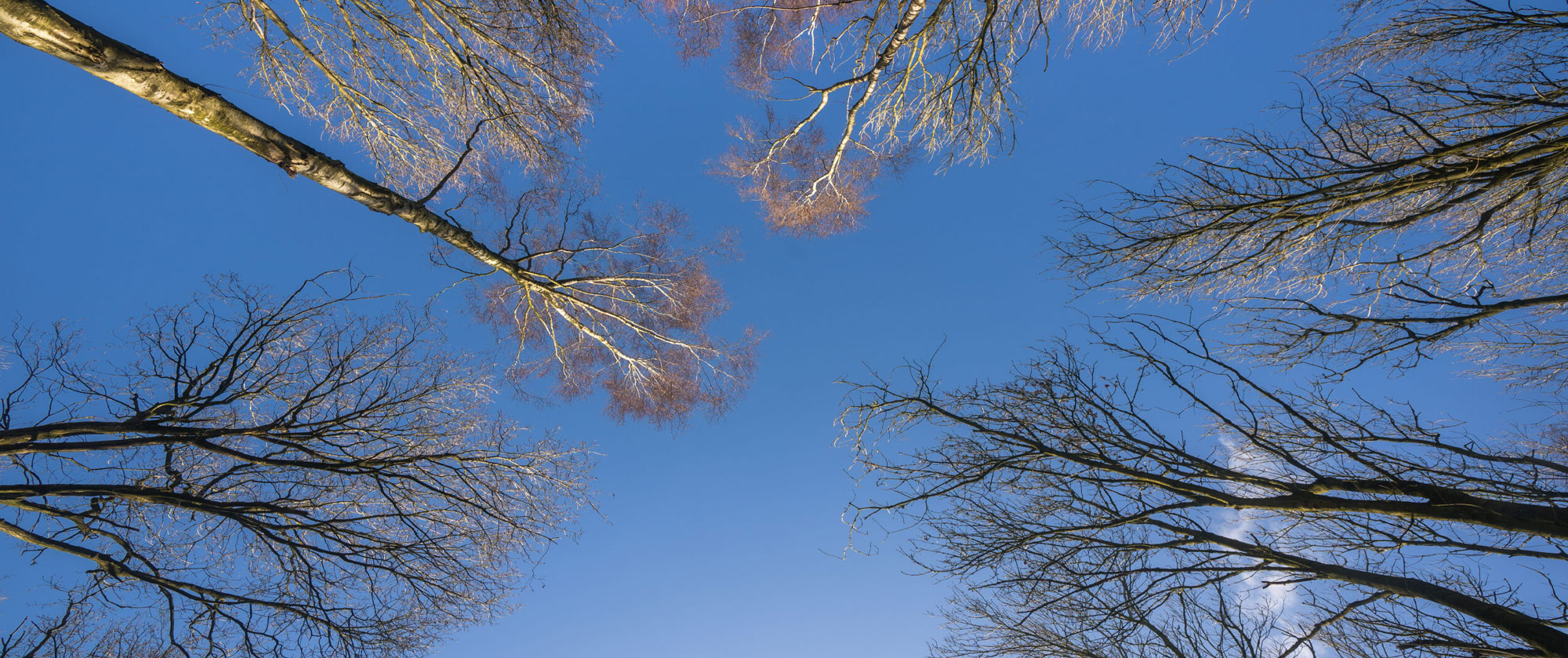 Forest bathing – Top tips on how to be more mindful with nature