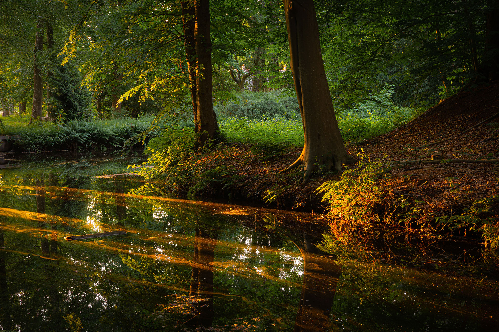 Woodland pond